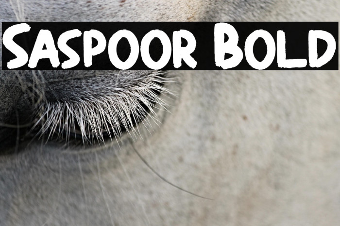 Saspoor Bold Example 2