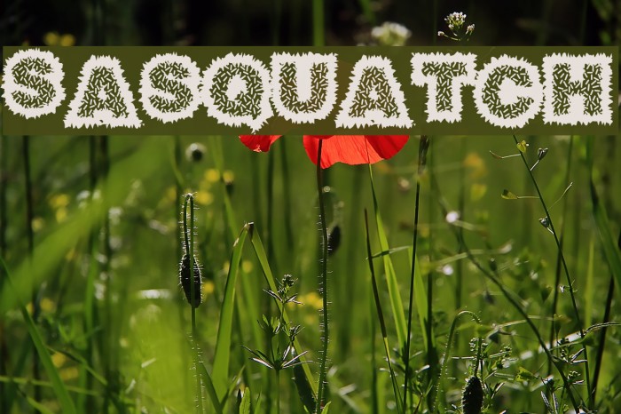 Sasquatch Font examples