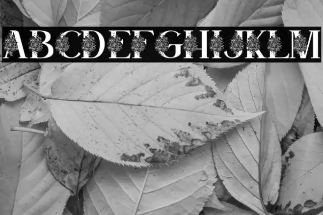 Satine Personal Use Font examples