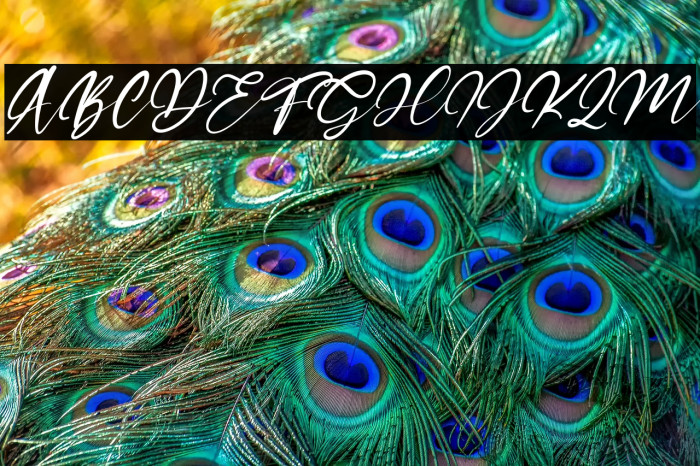 Satisfield Italic Example 3