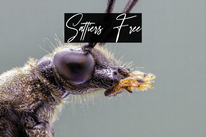 Sattiers Free Example 2