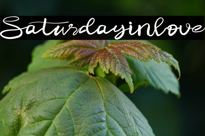 Saturdayinlove Example 1