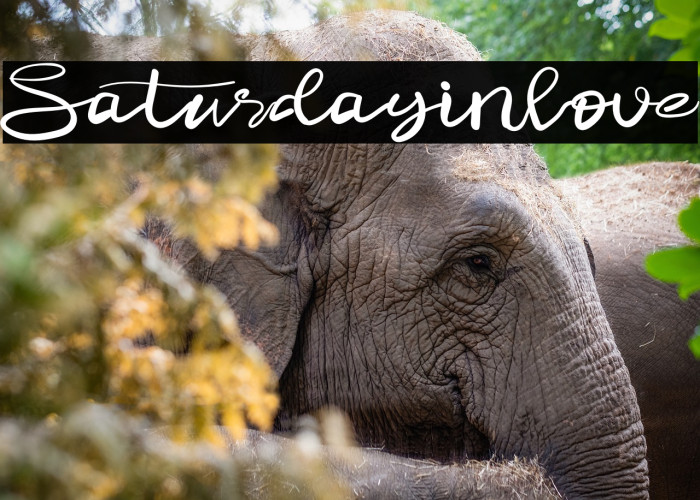 Saturdayinlove Example 2