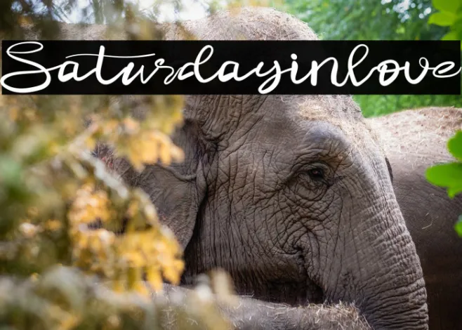 Saturdayinlove Example 2