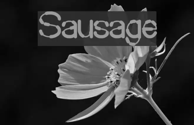 Sausage Font examples