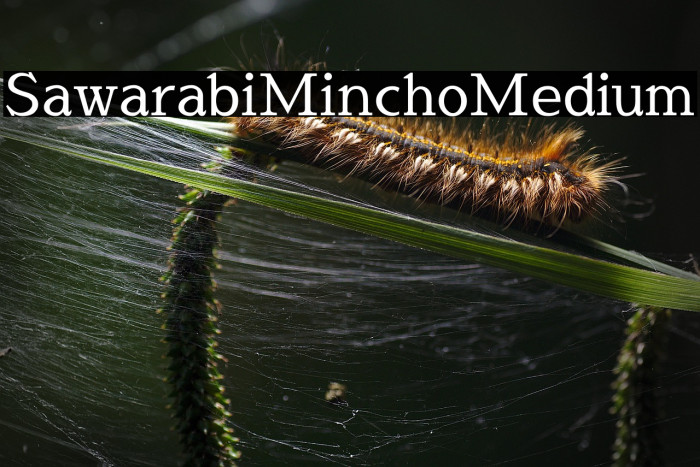 Sawarabi Mincho Medium Example 1