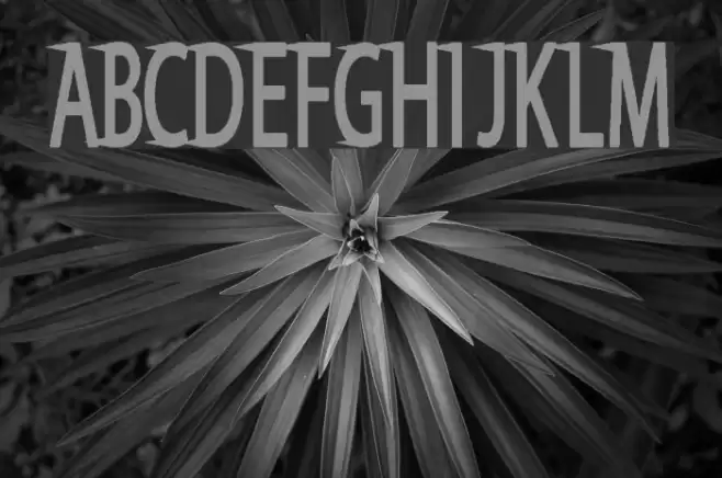 Say Divine Font examples