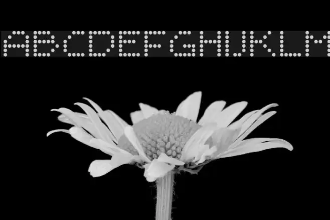 Sayso Chic Font examples