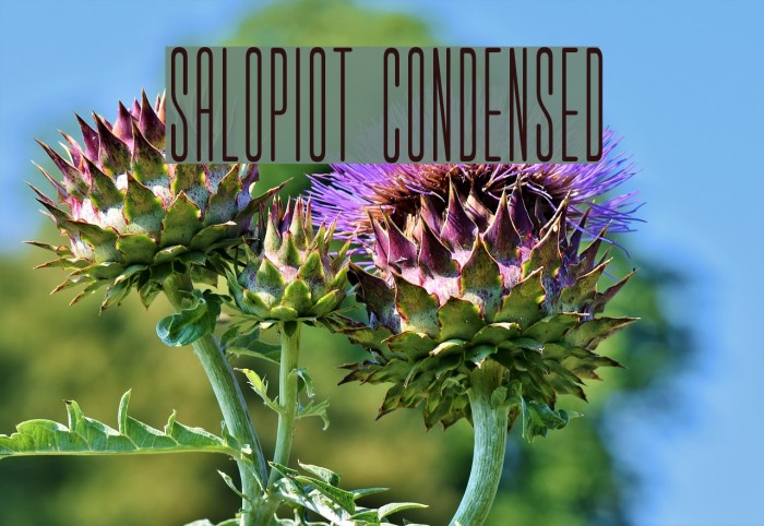 salopiot condensed Example 2