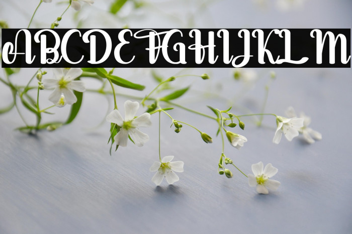 salsabella Personal Use Only Example 1