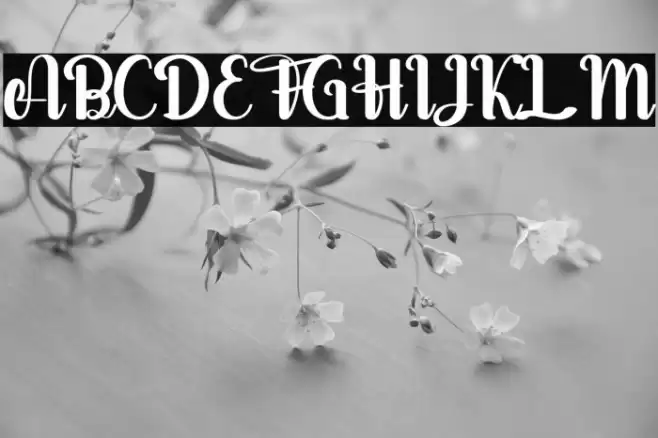 salsabella Personal Use Only Font examples