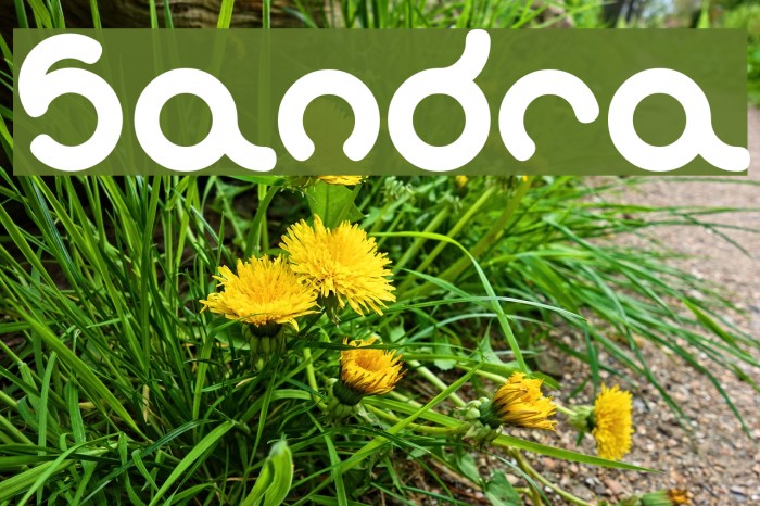 sandra Font examples
