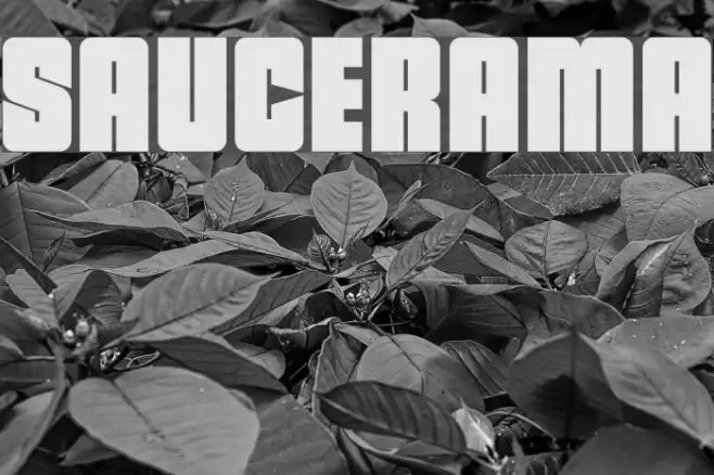 saucerama Font examples