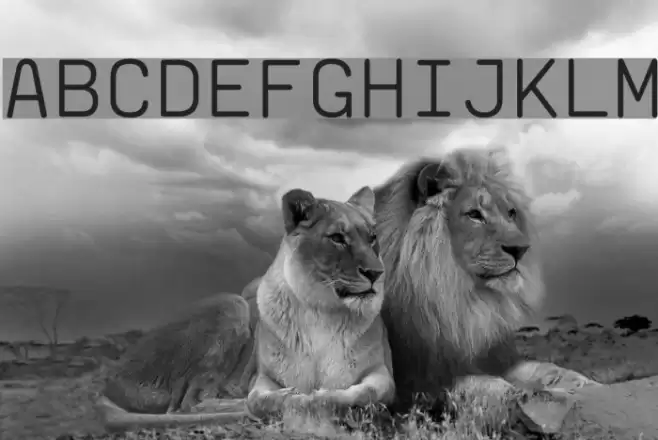 saxMono Polices examples