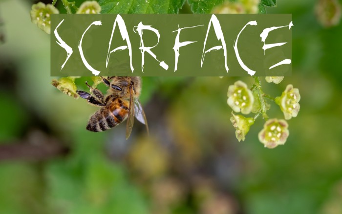 SCARFACE Font examples