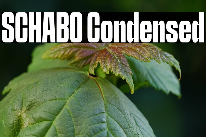 SCHABO Condensed Example 2