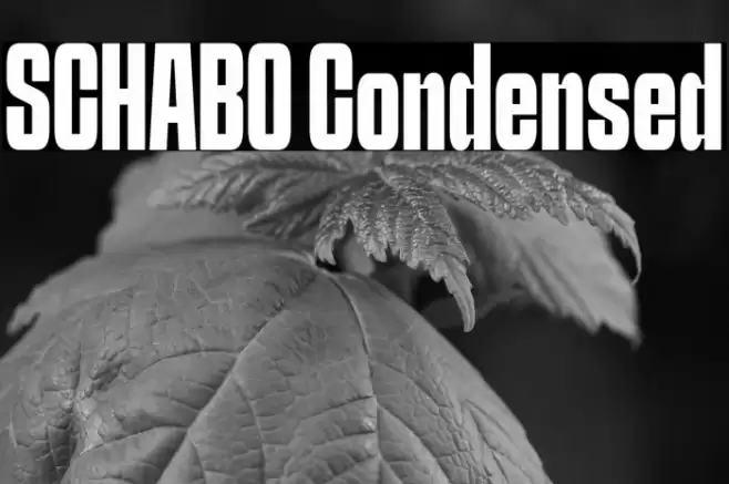 SCHABO Condensed फ़ॉन्ट examples