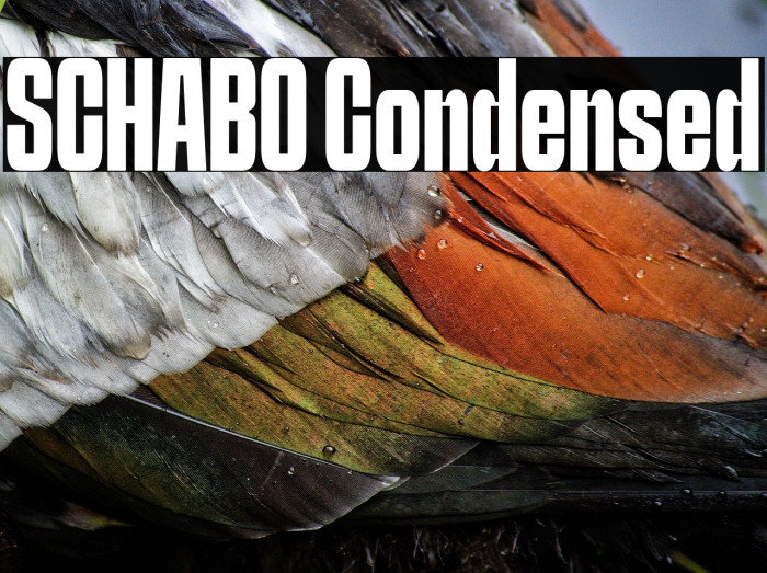 SCHABO Condensed Example 3