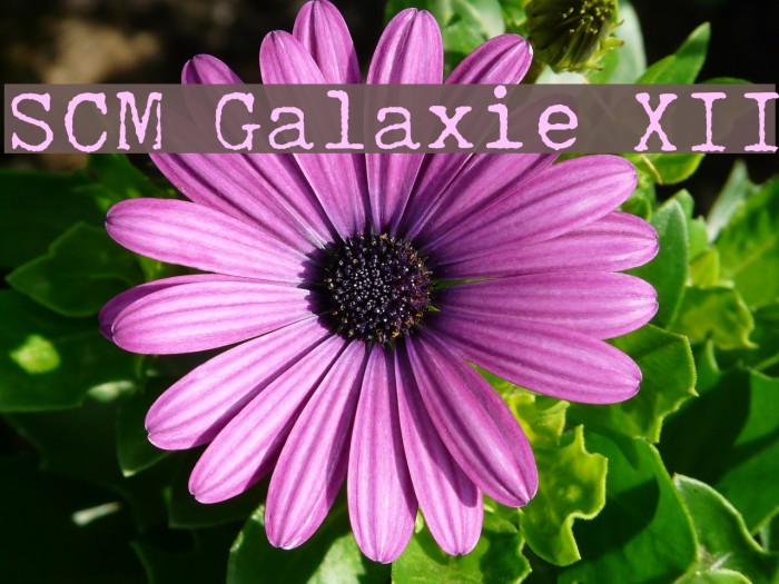 SCM Galaxie XII Font examples