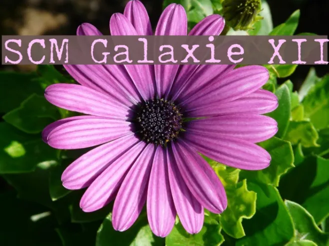 SCM Galaxie XII Example 1