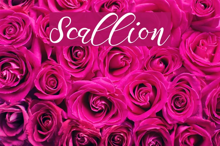 Scallion Font examples