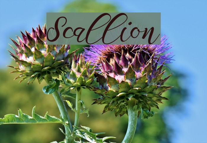 Scallion Font examples