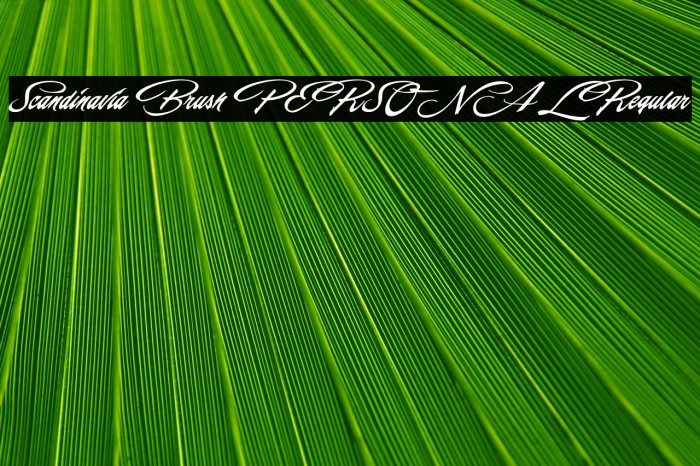 Scandinavia Brush PERSONAL Regular Example 1