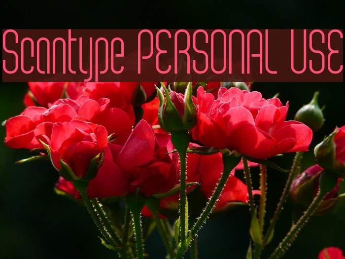 Scantype PERSONAL USE Font examples