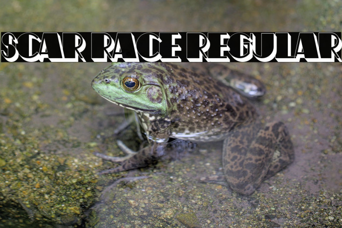 Scar Race Regular Example 2