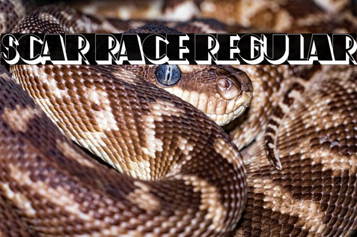 Scar Race Regular Example 3