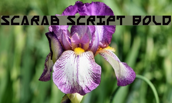 Scarab Script Bold Font examples