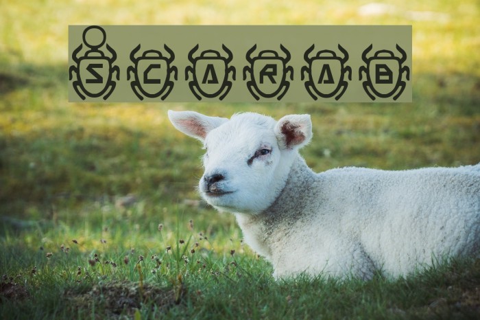 Scarab Font examples