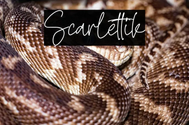 Scarlettik Example 3