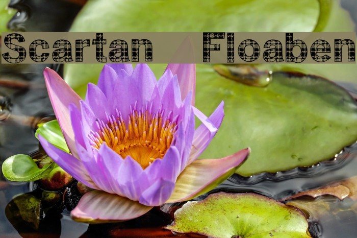 Scartan  Floaben Example 2