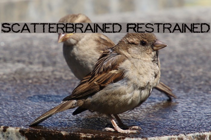 Scatterbrained Restrained Polices examples