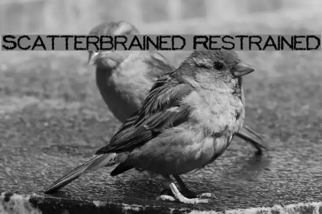 Scatterbrained Restrained Fonte examples