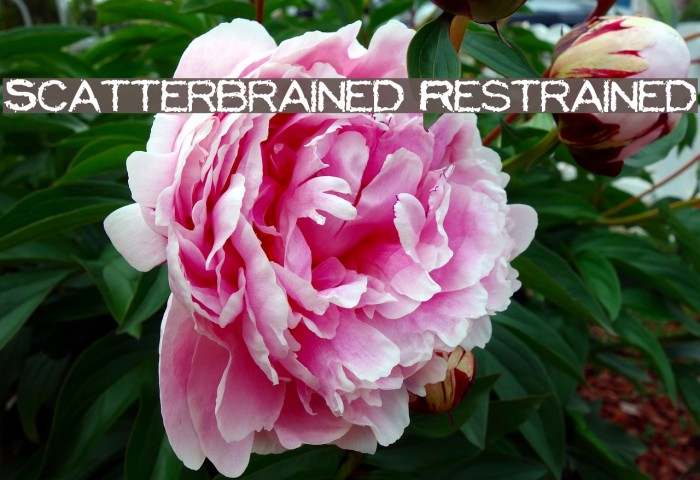 Scatterbrained Restrained Polices examples