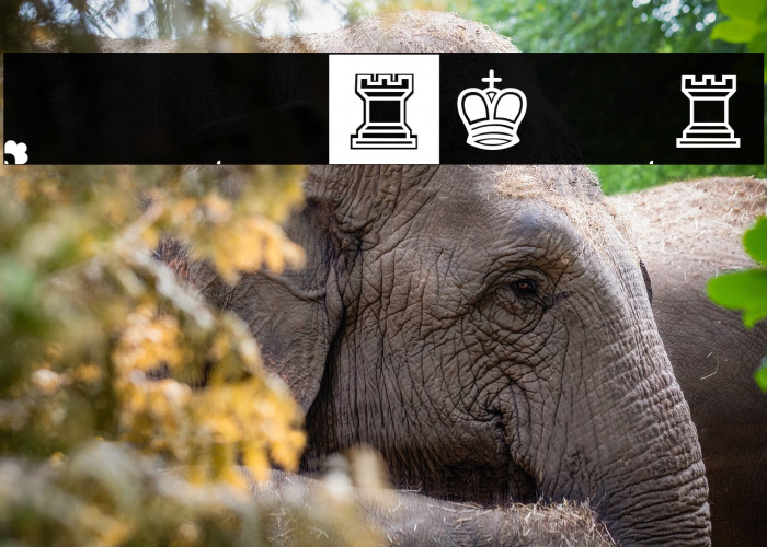 Schach Regular Example 3