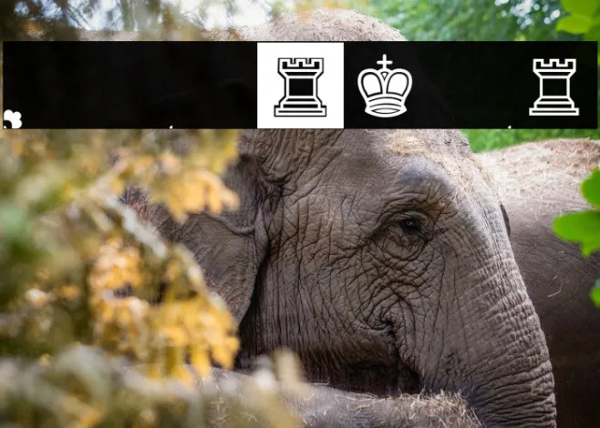 Schach Regular Example 3