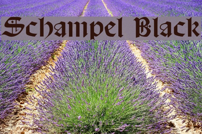 Schampel Black Example 3