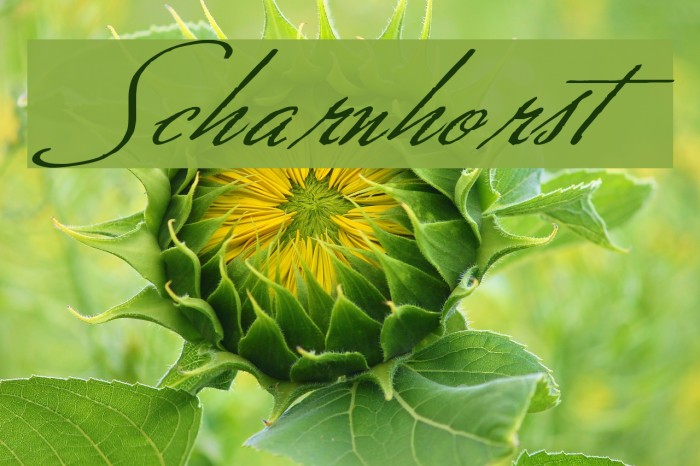 Scharnhorst Example 2