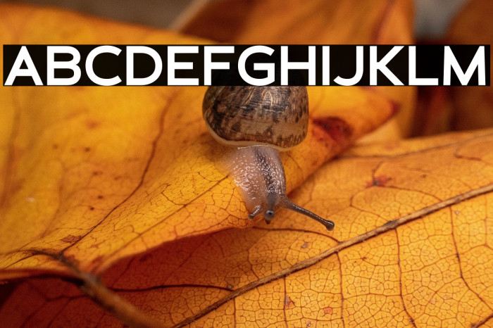 Schein Sans Example 1