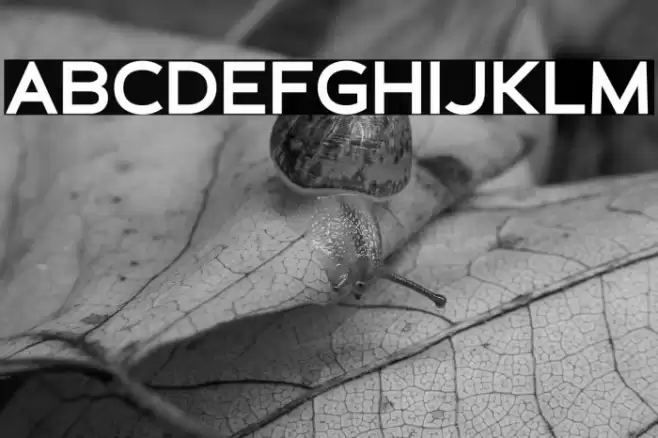 Schein Sans Font examples