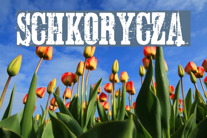 Schkorycza Font examples