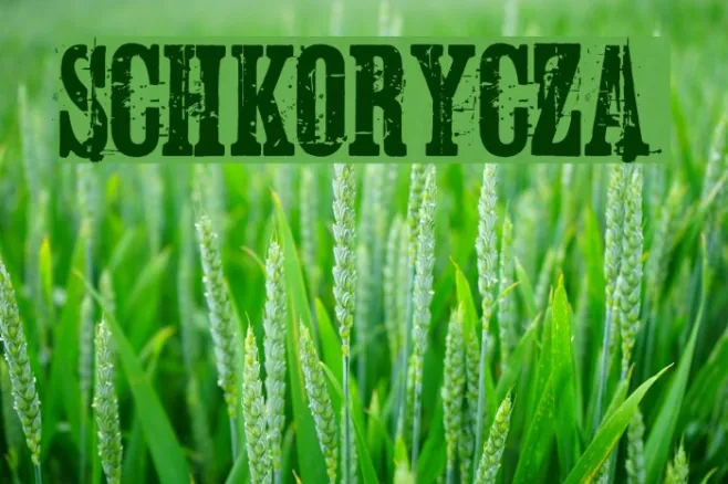Schkorycza Example 3