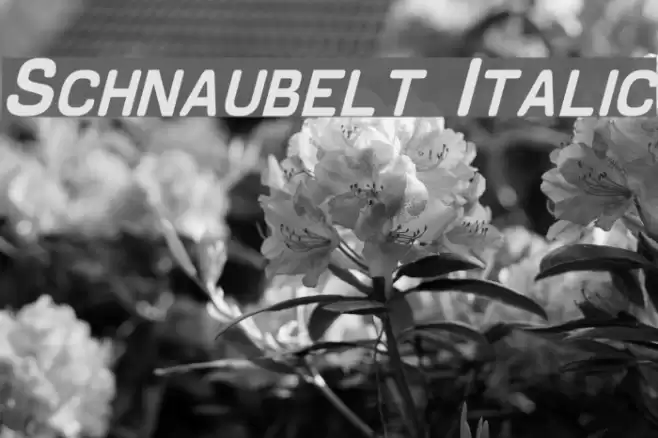 Schnaubelt Italic Font examples