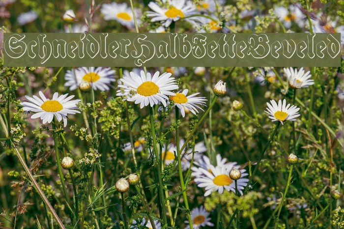 SchneidlerHalbFetteBeveled Font examples