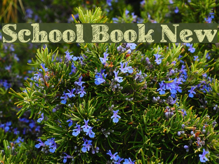 School Book New Font examples
