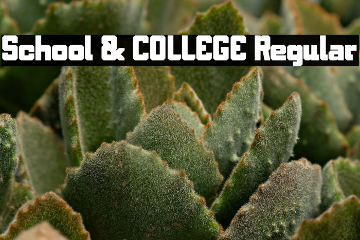 School & COLLEGE Regular Example 1