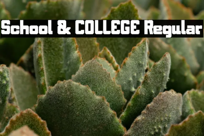 School & COLLEGE Regular Example 1